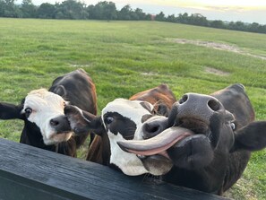 A wooden fence with cows behind it. - 2-Br Country Cottage on rolling hills of Burton, 15 min from Round Top! (Burton)