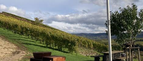 A vineyard with a flag, picnic tables, and chairs.