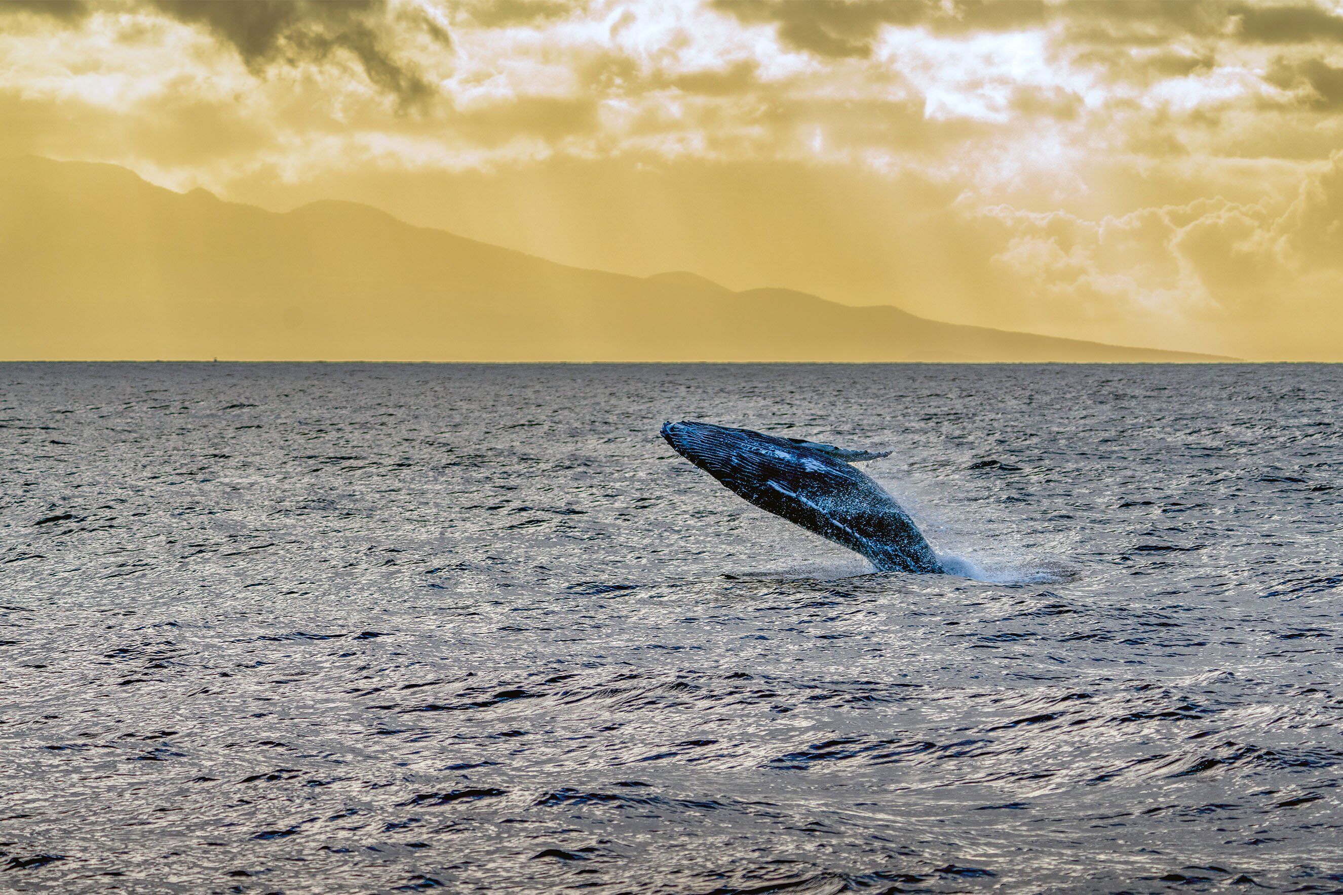 A whale breaching the ocean surface.