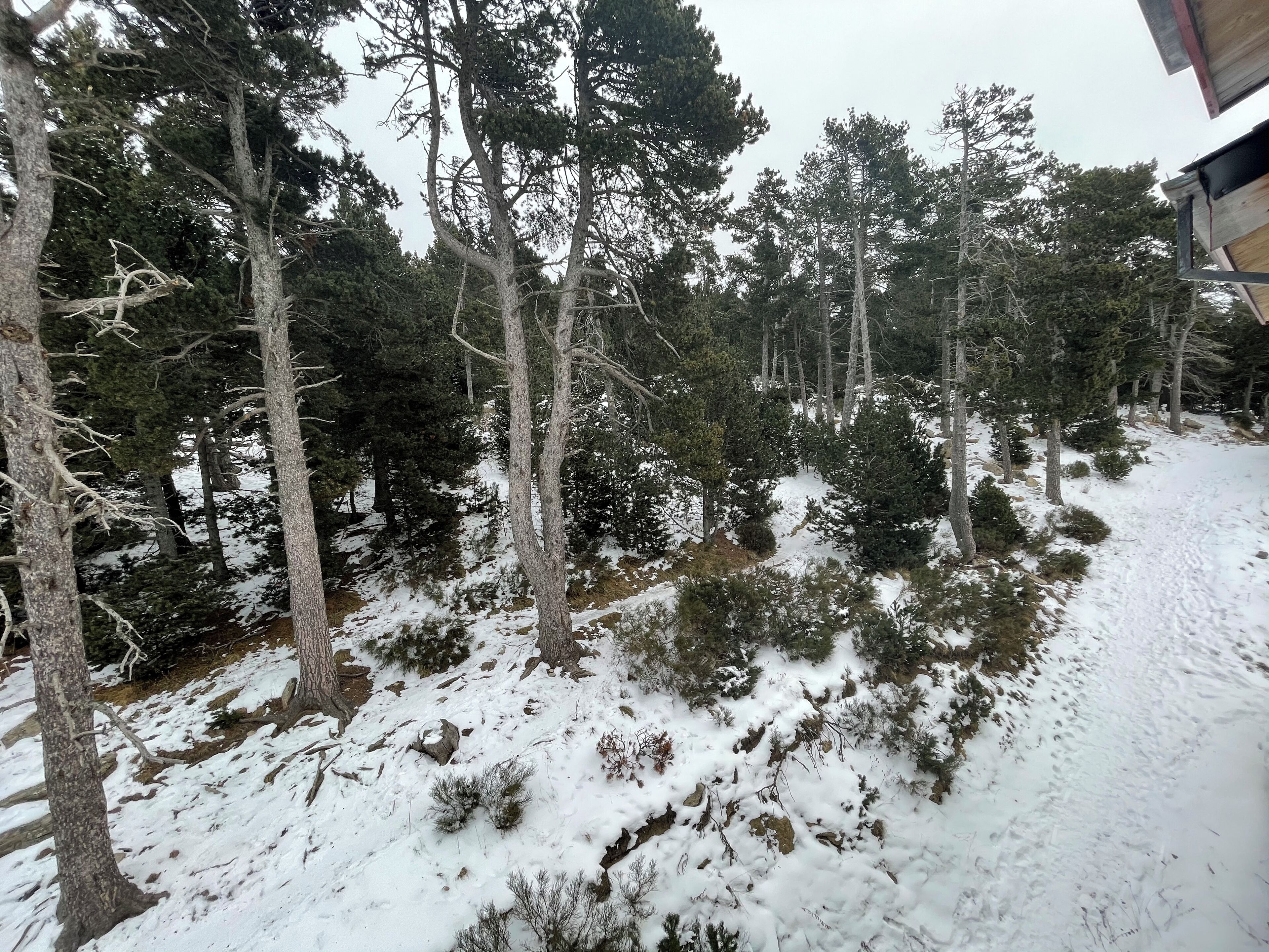 A snowy forested area with tall trees and a clear path.
