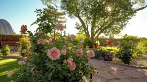 A garden with rose bushes and a wooden fence.
