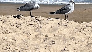Twee vogels op een zanderig strand, met de oceaan op de achtergrond.