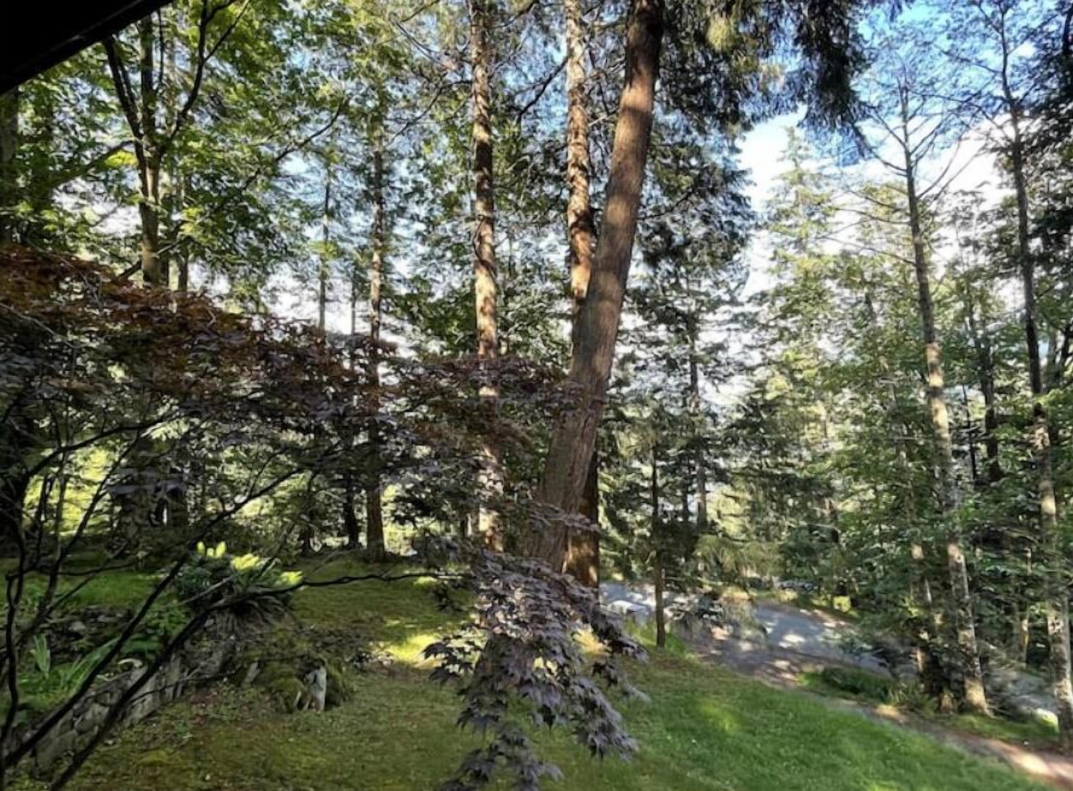 A forested area with a dirt path leading through trees.