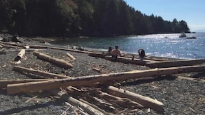 A beach with logs and a forested area in the background.