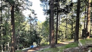 A forested area with a path leading through tall trees.
