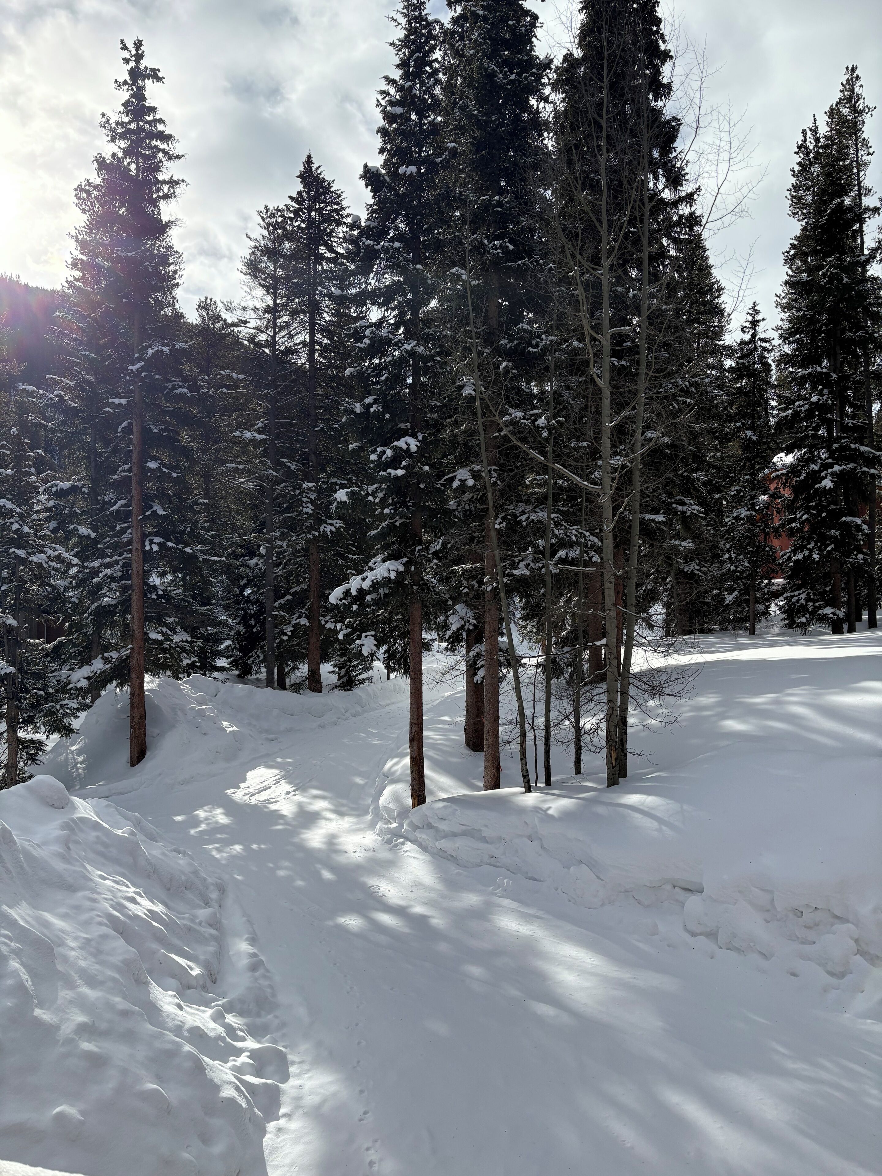 Een besneeuwd boslandschap met hoge altijdgroene bomen en een pad bedekt met sneeuw.