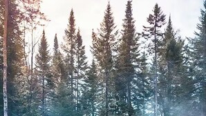 Boblebad omgivet af skov med røde stole.