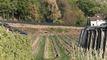Un vignoble avec des rangées de vignes, un mur de pierre et un bâtiment blanc en arrière-plan.
