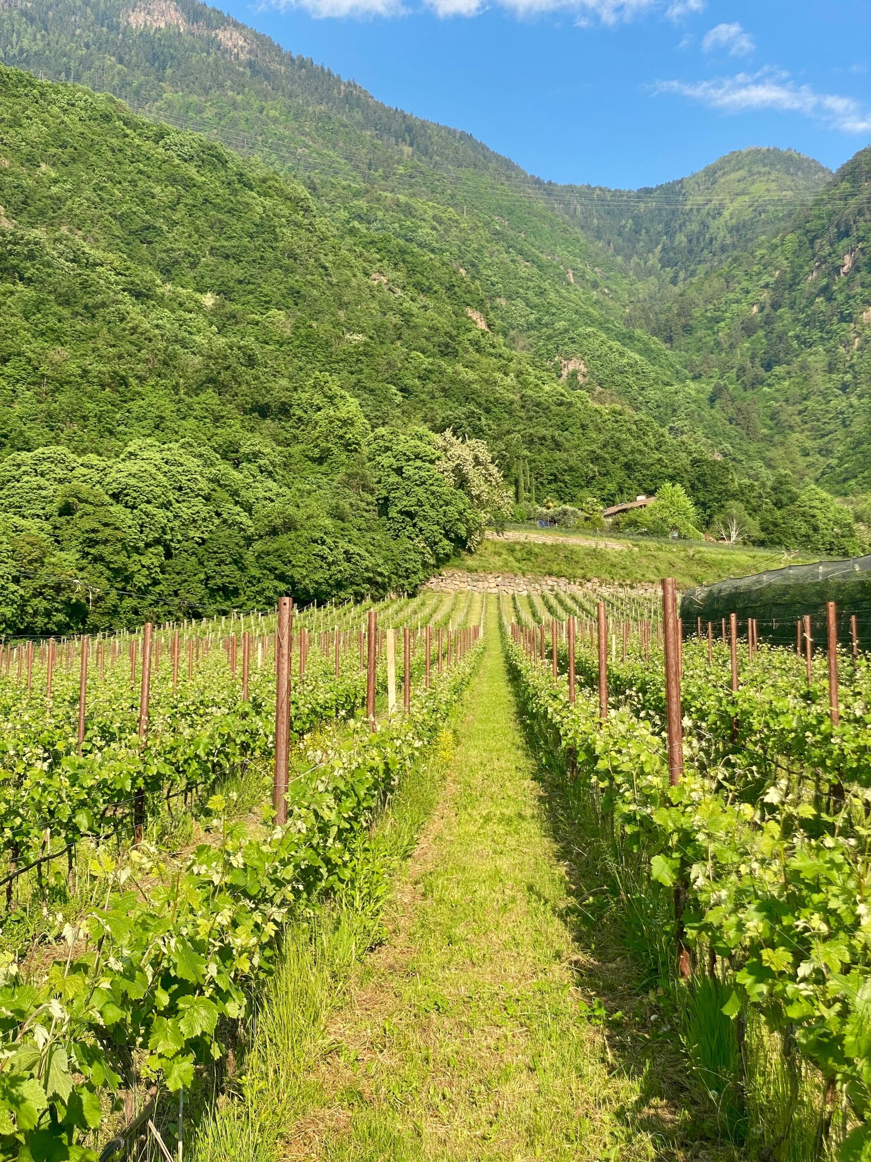 A vineyard with rows of grapevines, a grassy path, and a mountainous backdrop.