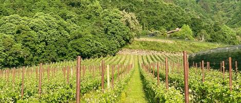 A vineyard with rows of grapevines, a grassy path, and a mountainous backdrop.