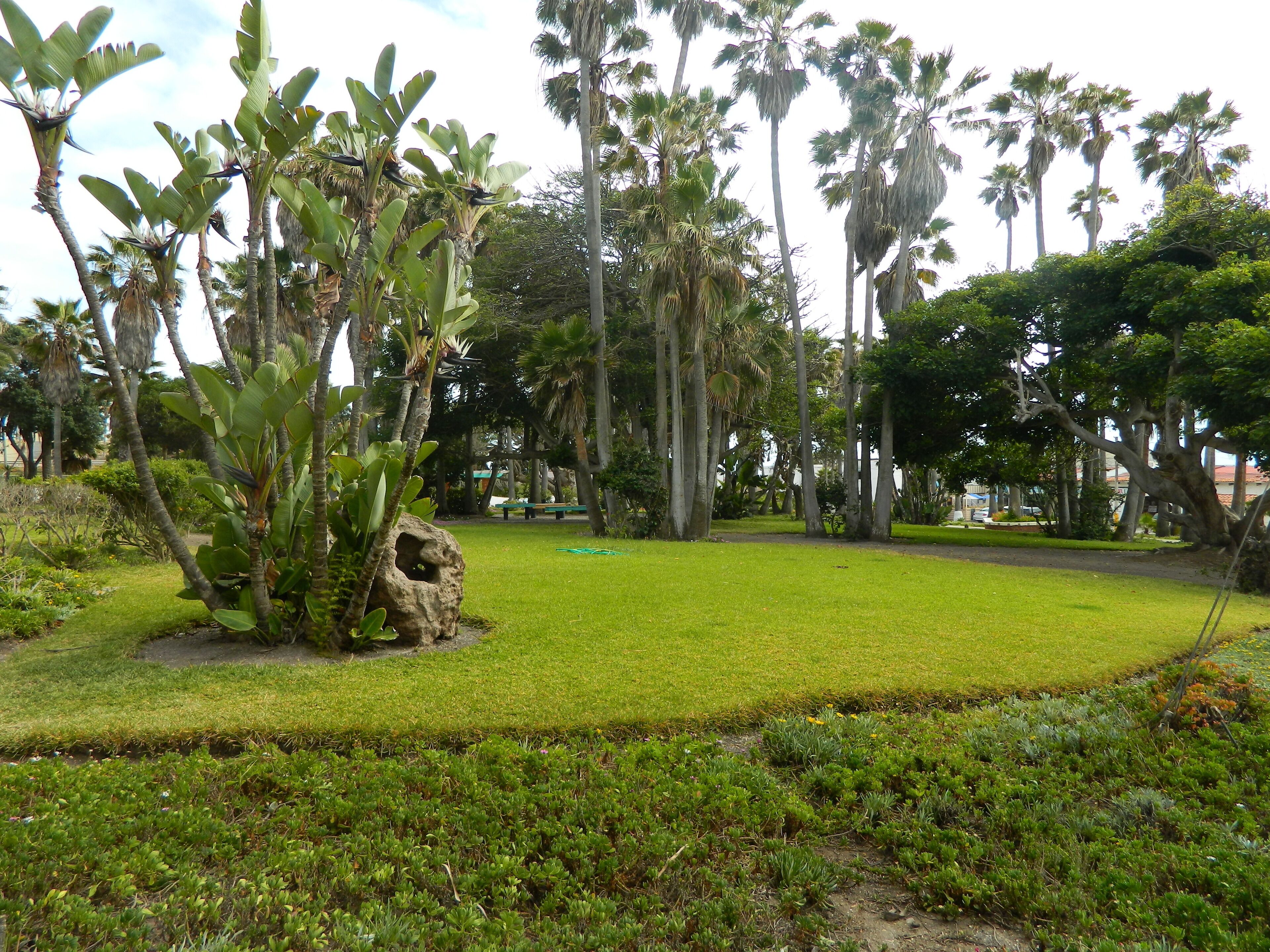 A well-maintained garden with various tropical plants and a large rock feature.