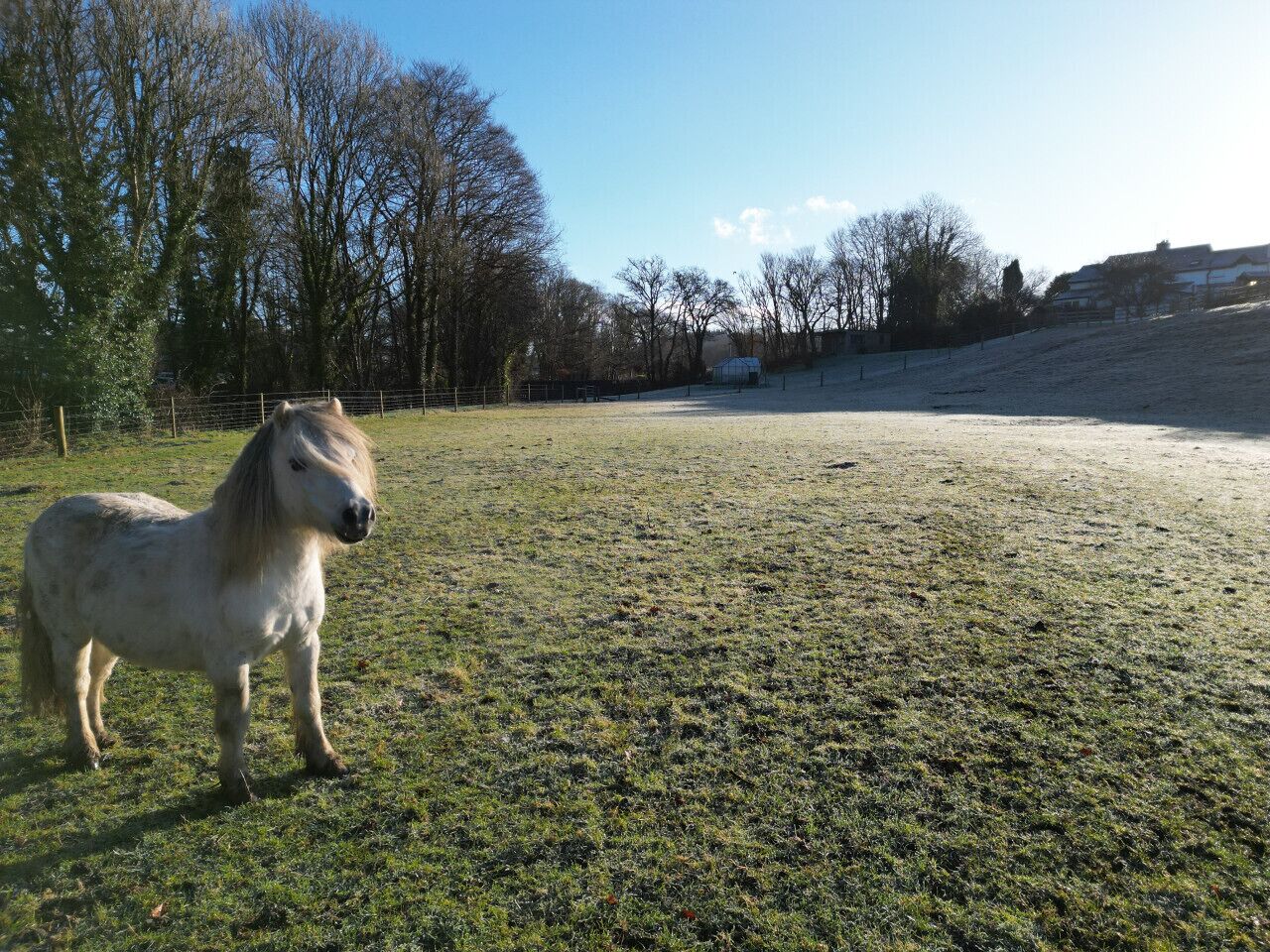 A white horse standing in a grassy field with trees and a building in the background.