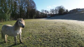 A white horse standing in a grassy field with trees and a building in the background.
