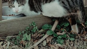 Eine Katze frisst aus einer Schüssel auf einem Holztisch draußen.