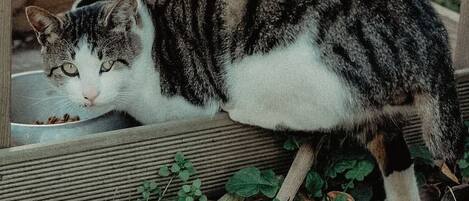 A cat eating from a bowl on a wooden table outdoors.