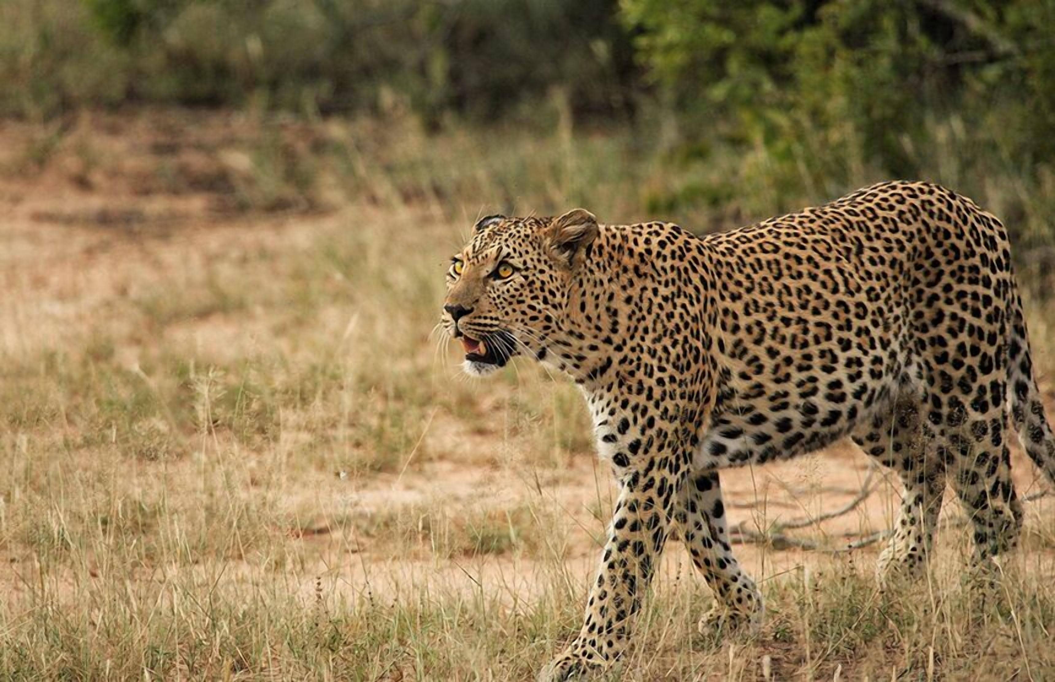 A leopard walking in a grassy field.