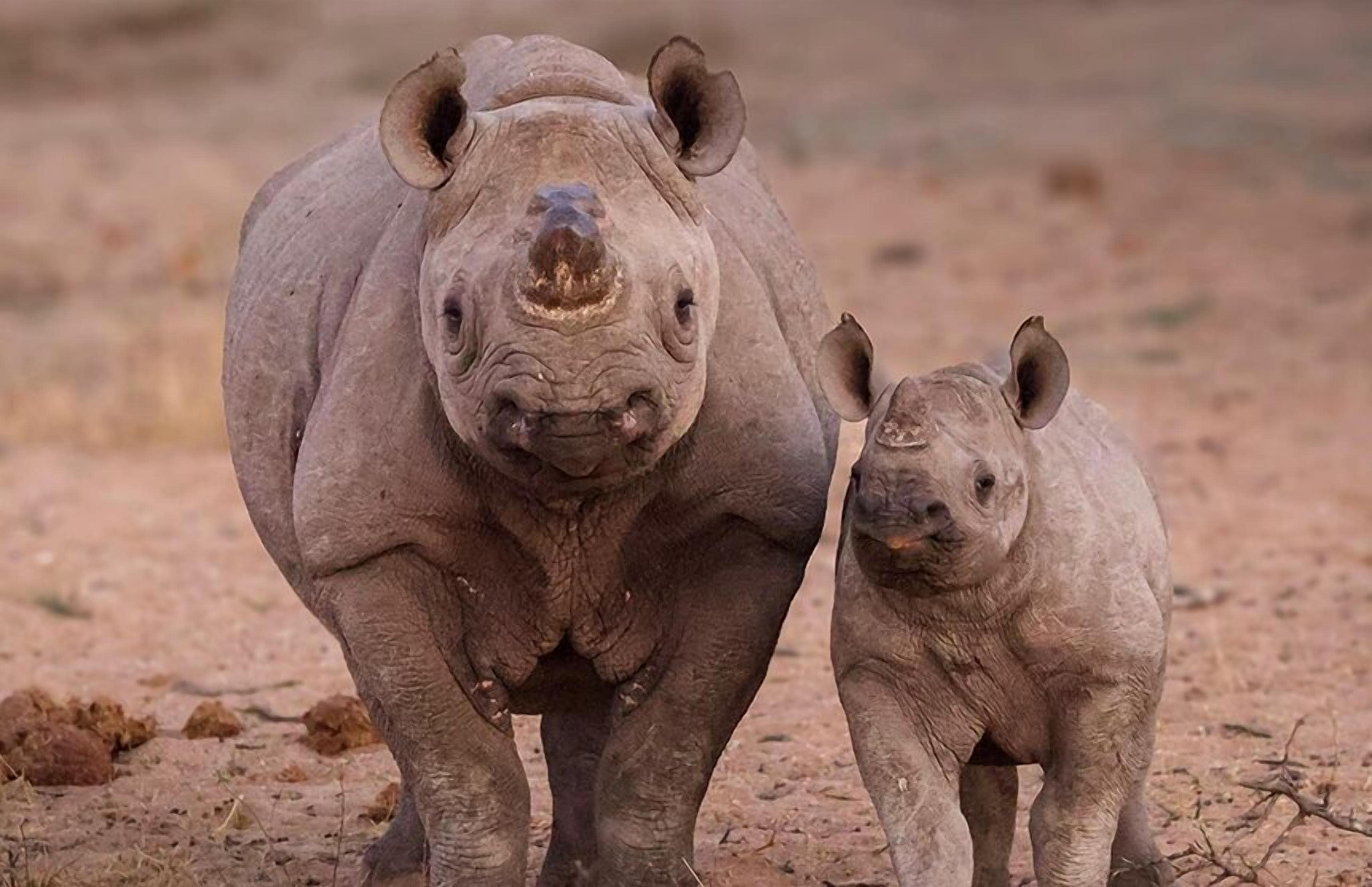 Ein Nashorn mit seinem Jungtier in einer trockenen, offenen Landschaft.