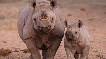 Ein Nashorn mit seinem Jungtier in einer trockenen, offenen Landschaft.