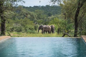 室外游泳池，日光浴躺椅