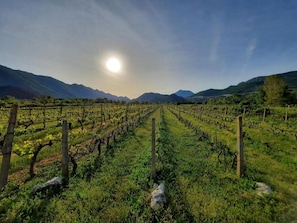 Viñedo con hileras de vid y cielo despejado.