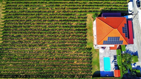 An aerial view of a vineyard with rows of grapevines.