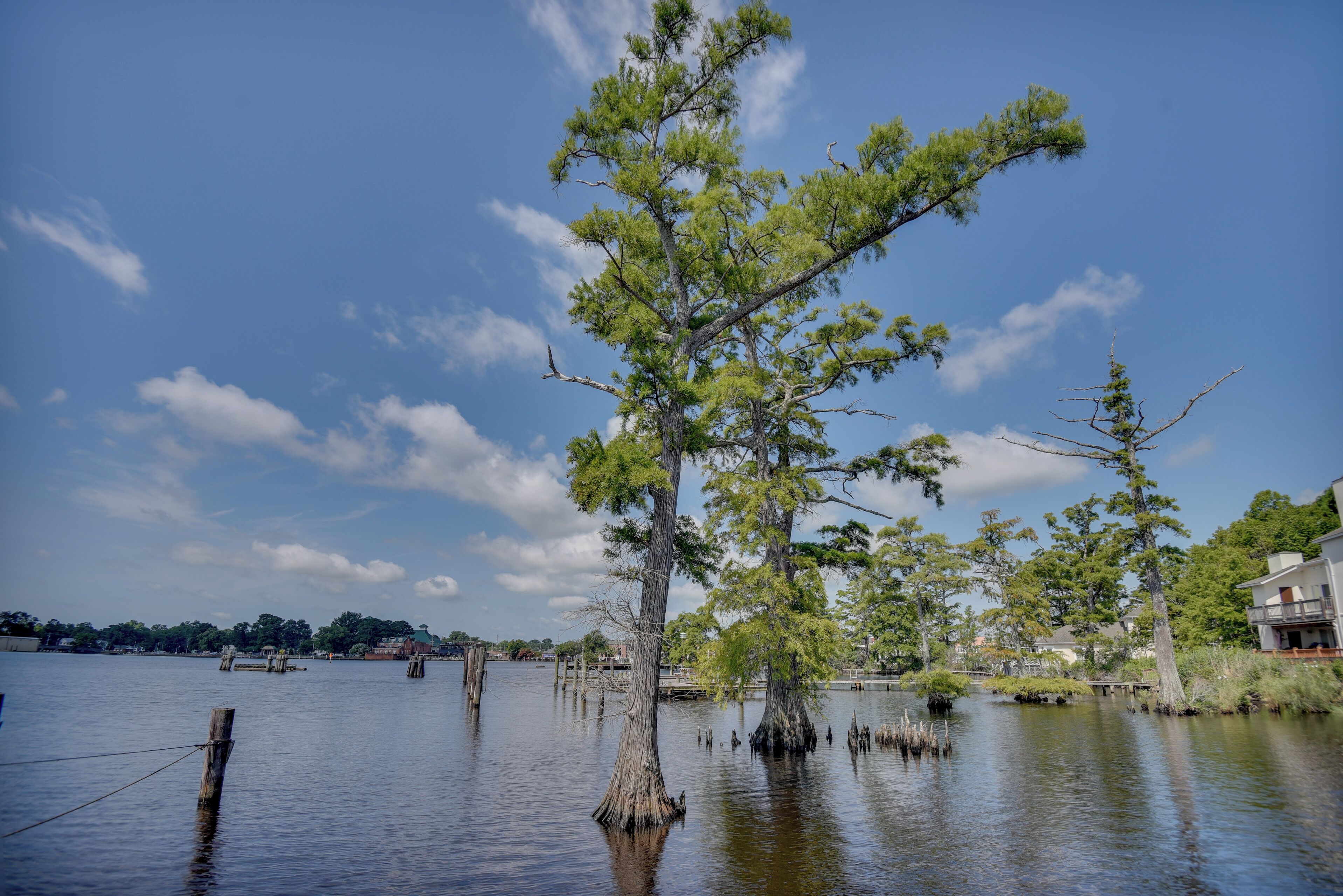 A calm lake with trees partially submerged in water, surrounded by a clear sky.