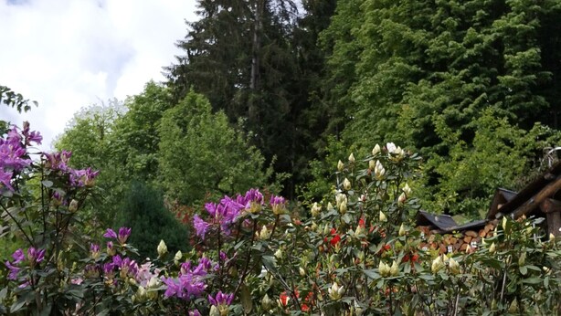 A garden with various flowering plants, a wooden fence, and a backdrop of trees and a clear sky. - The mountain Cabin (scopa)