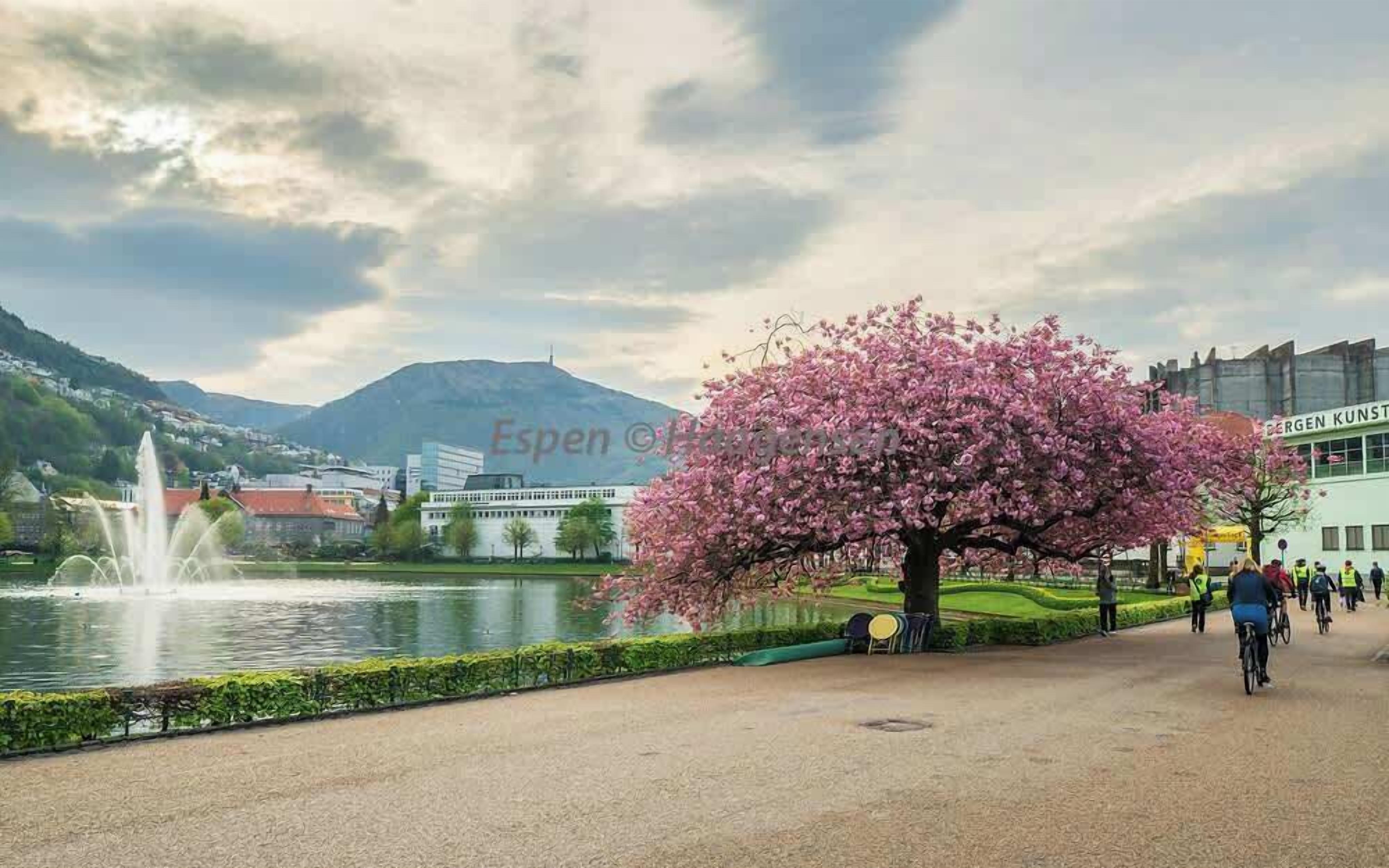 Um parque com uma fonte, uma cerejeira e um lago.