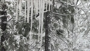A snowy scene with icicles hanging from a wooden ceiling, snow-covered trees, and a partially visible car.