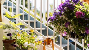 A railing with potted plants and a lantern.
