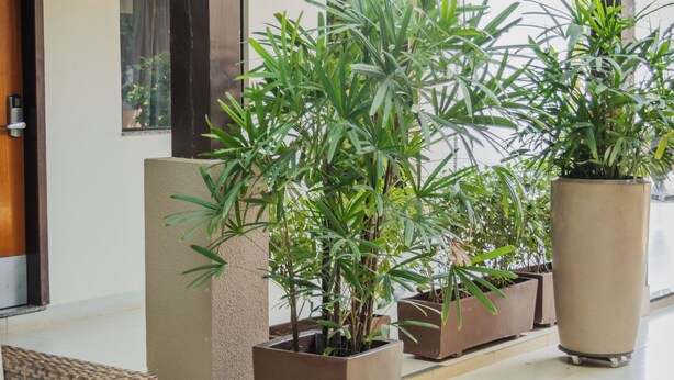 A modern outdoor seating area with wicker furniture and potted plants. - Hotel Avenida (Sorriso)