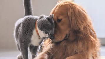 Chambre, 1 chambre, fumeurs, balcon | Animaux de compagnie acceptés