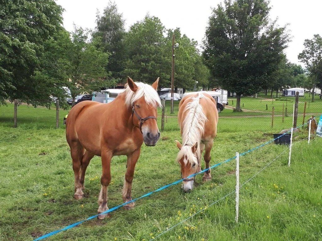 Two horses grazing in a grassy field with trees and parked vehicles in the background.