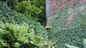 Un jardín exuberante con diversas plantas y un muro de ladrillo.