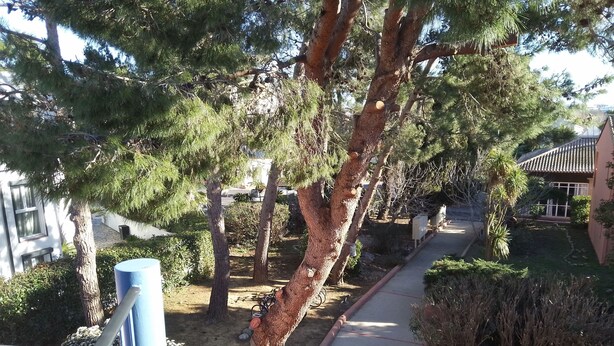 A pathway flanked by trees and a building with a tiled roof. - Lovely apartment near city center (Canet-en-Roussillon)