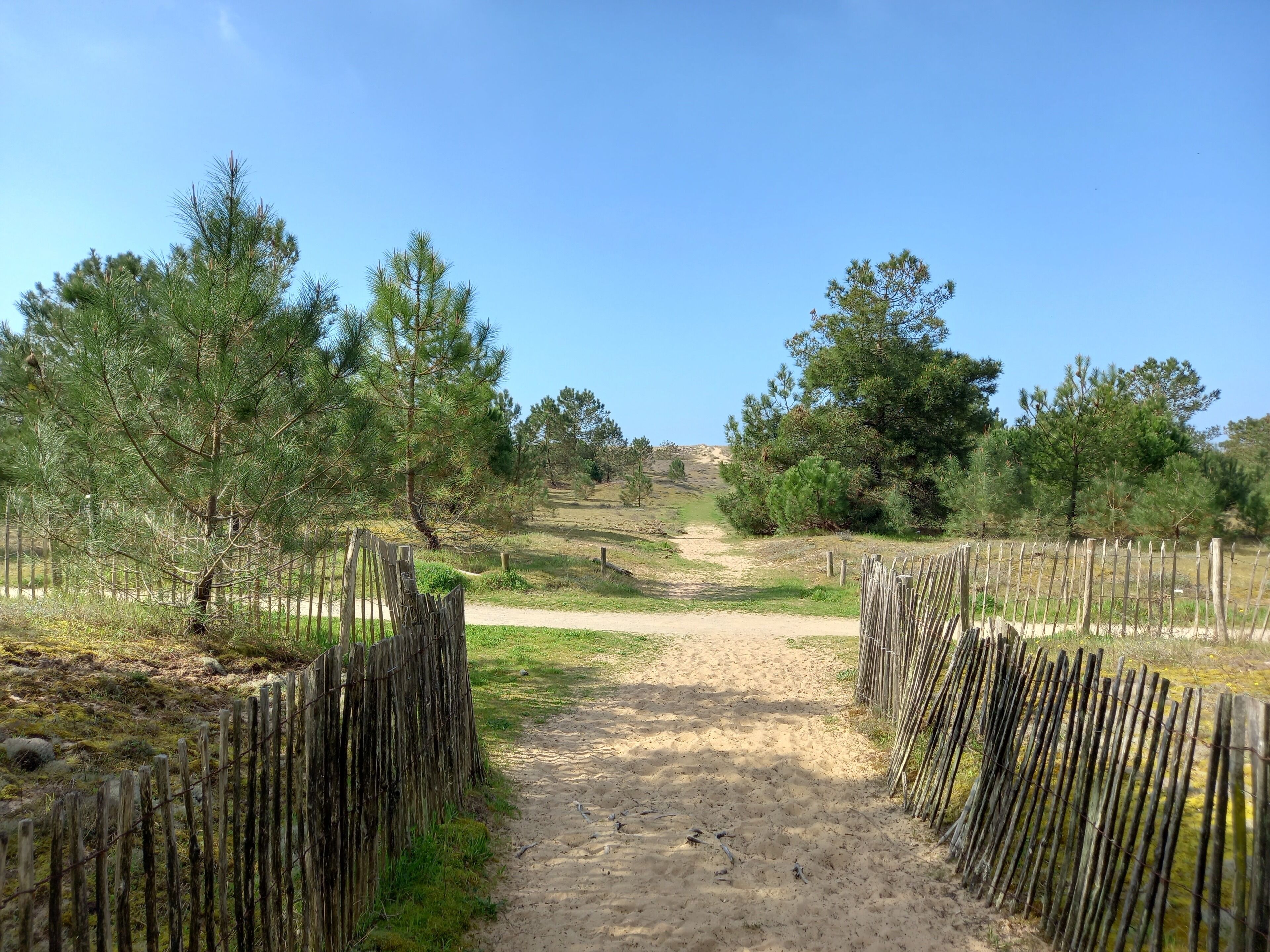 A dirt path flanked by wooden fences leading to a natural landscape with trees and hills in the distance.