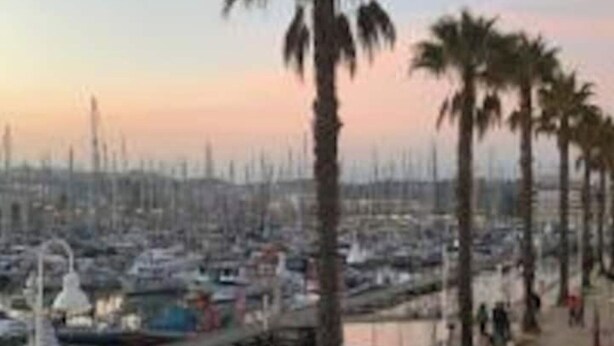 Un port de plaisance où de nombreux bateaux sont amarrés, des palmiers bordent la promenade et le ciel est dégagé.