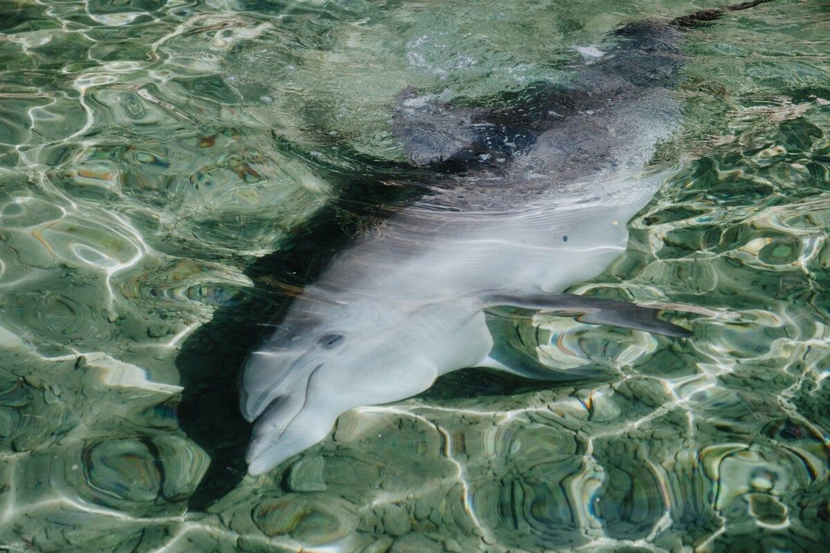 A dolphin swimming in clear water.