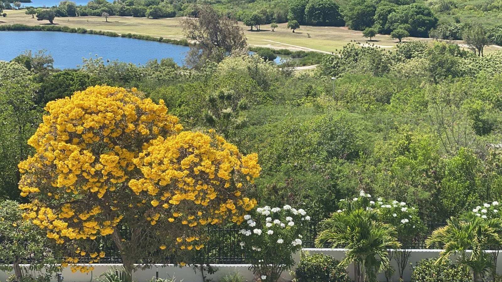 Un paesaggio rigoglioso con un grande albero fiorito di colore giallo, una distesa d'acqua e una varietà di vegetazione.