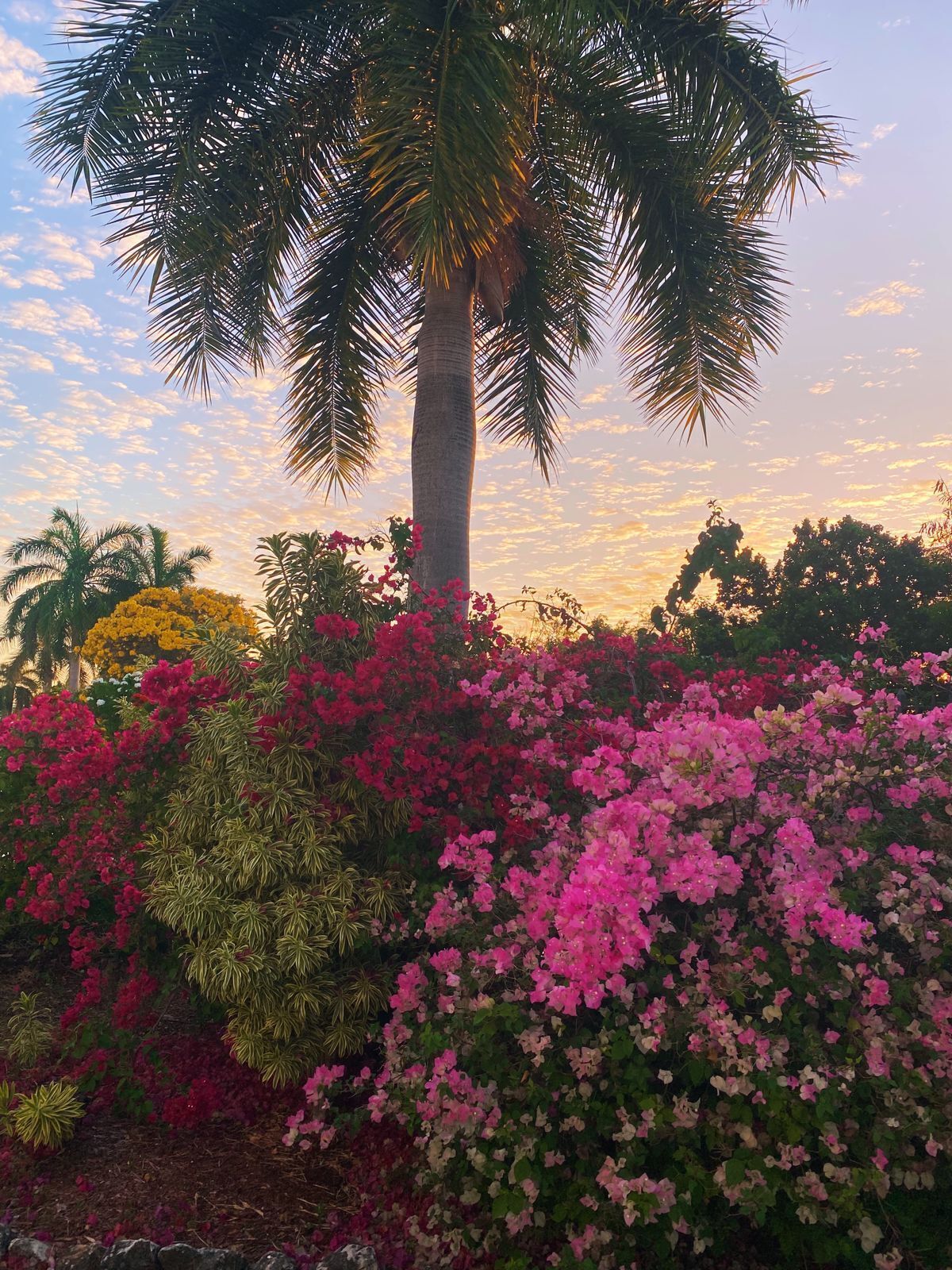 Een palmboom omringd door roze en rode bloemen.