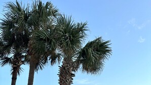 A beachside area with palm trees, a paved walkway, and three Adirondack chairs facing the ocean.