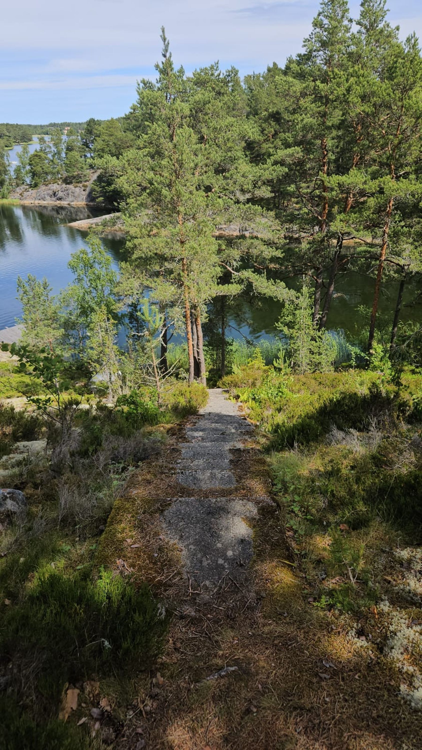 Sendero natural que conduce a un lago rodeado de árboles densos.