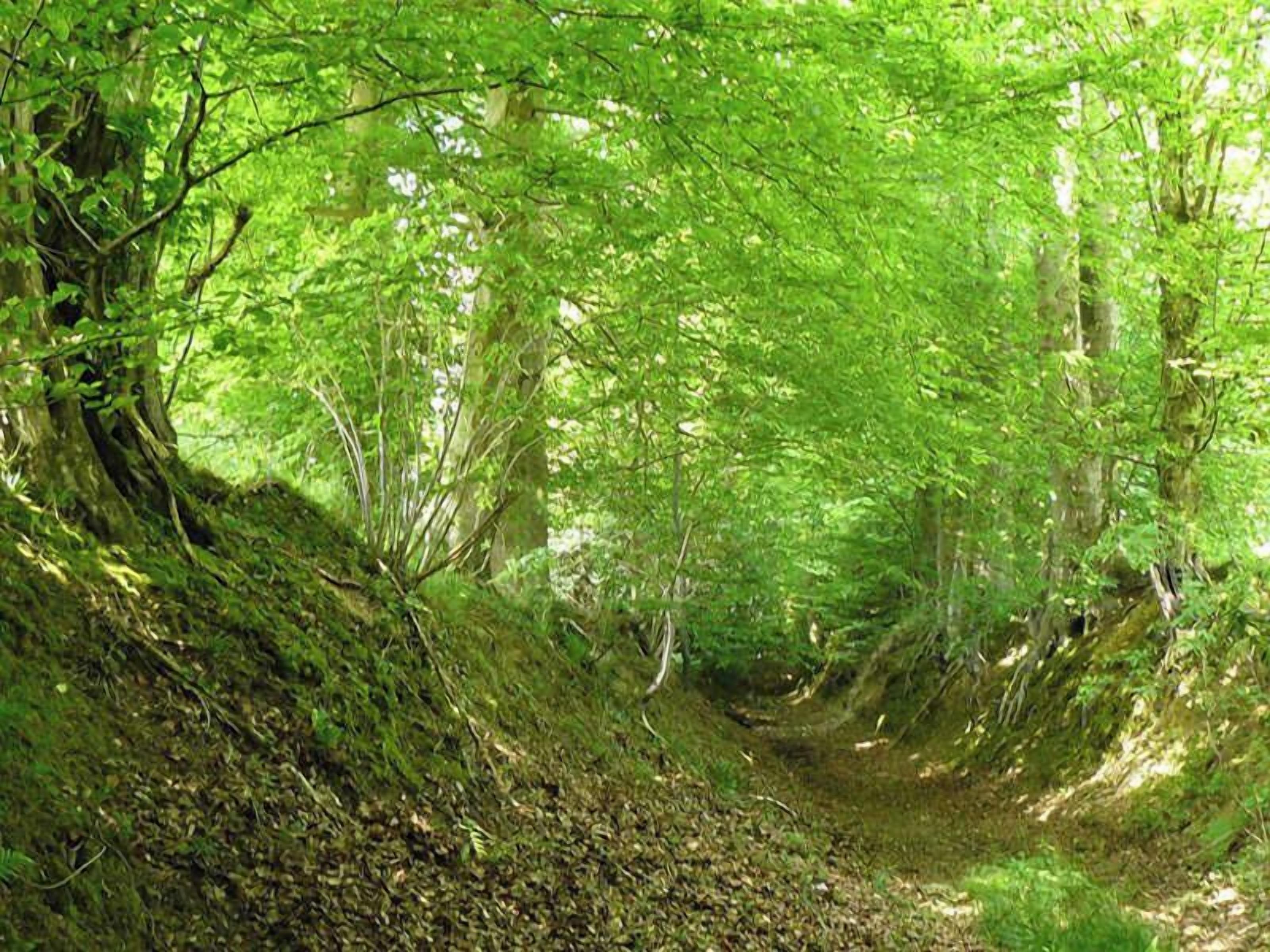 Un sentier bordé d’arbres, traversant une forêt au feuillage dense et verdoyant.