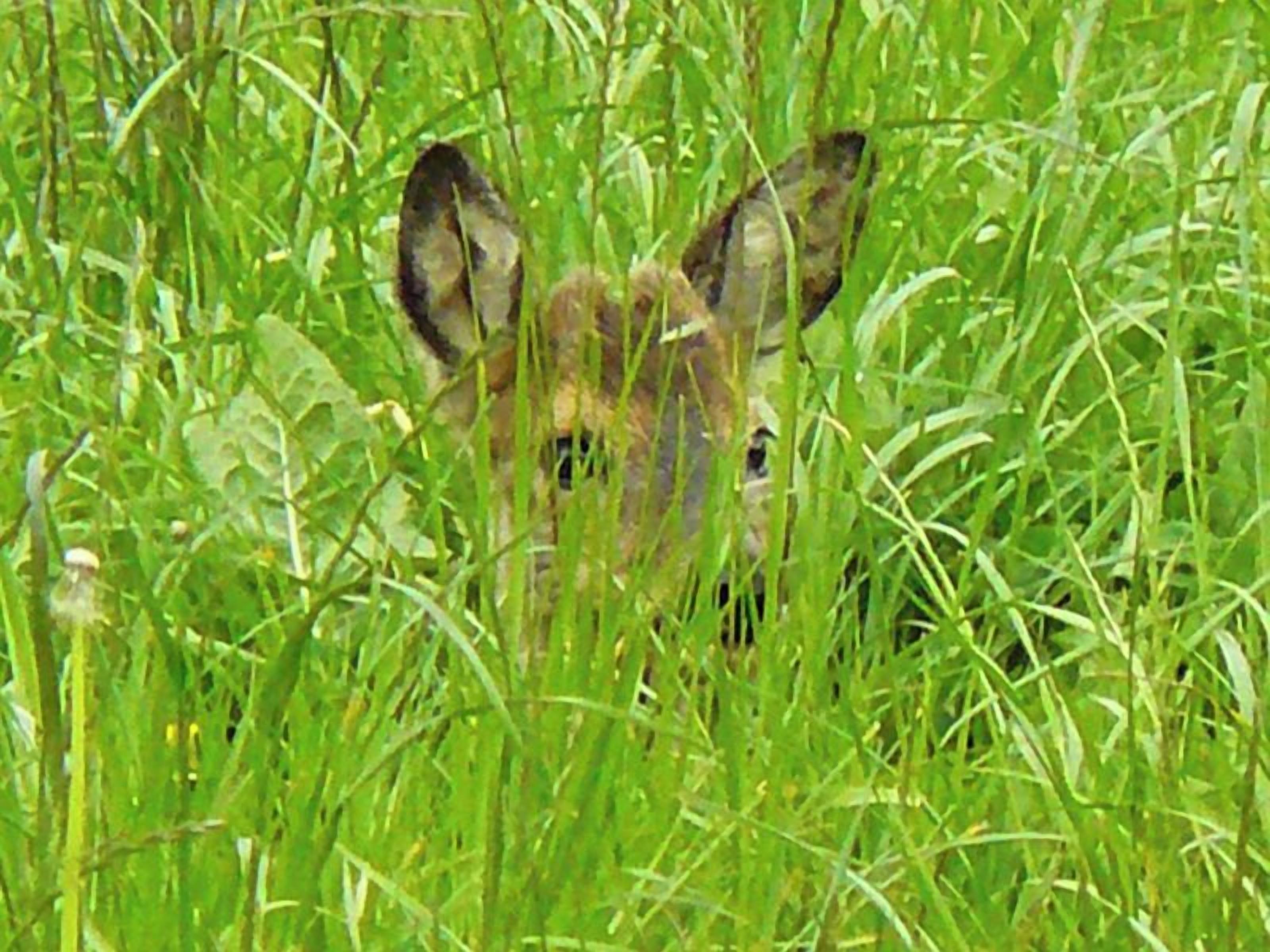 A wild animal partially hidden in tall grass.
