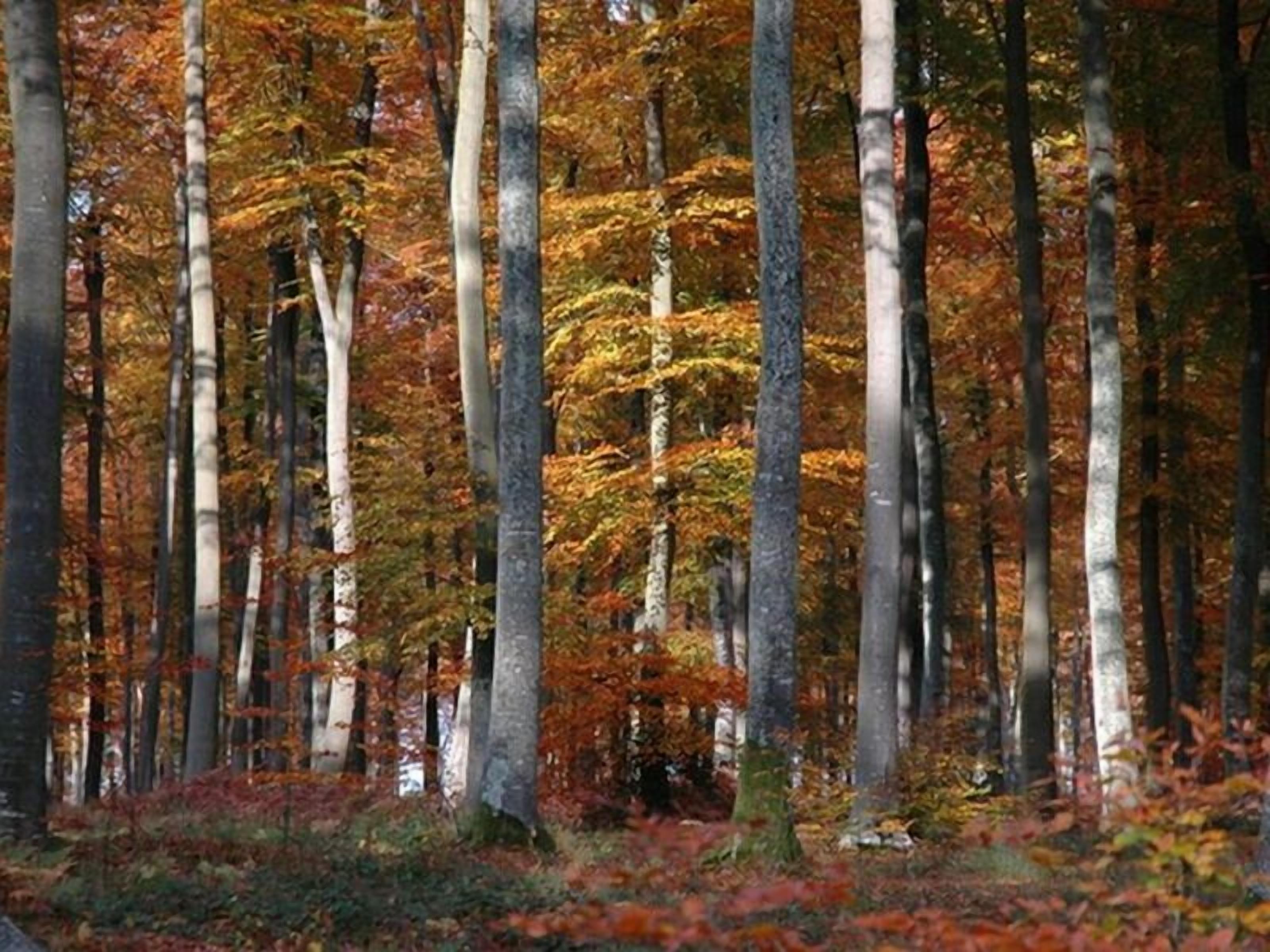 Une forêt aux arbres imposants, dont le sol est recouvert de feuilles mortes.