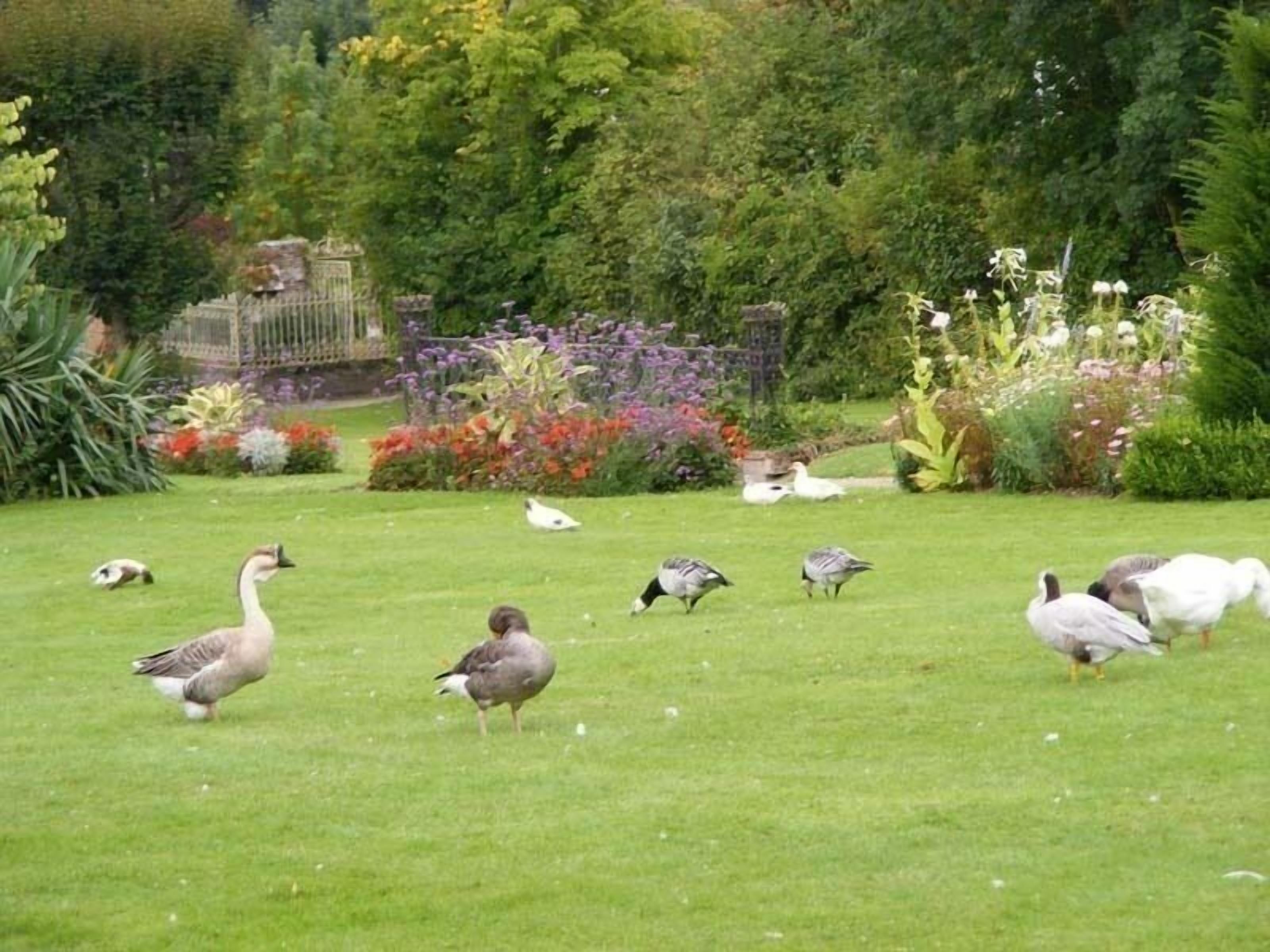 Un jardín con diversas aves, incluyendo gansos y patos, sobre un césped.