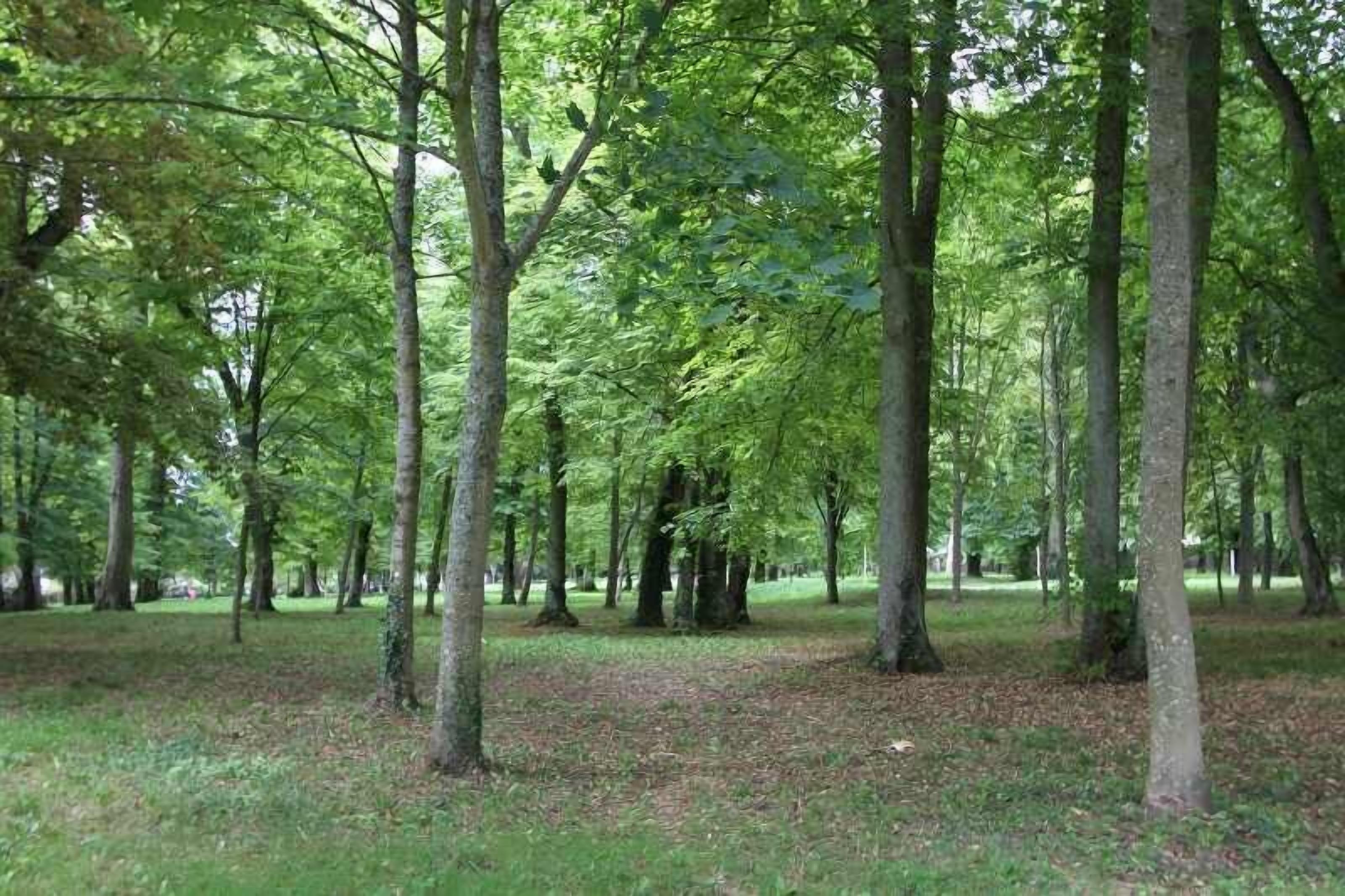 A forested area with tall trees and a grassy ground.