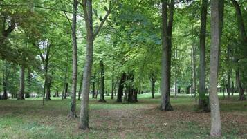 A forested area with tall trees and a grassy ground.