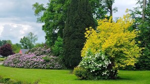 A well-maintained garden with various flowering shrubs and a tall coniferous tree.