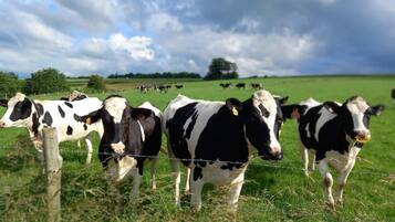 A group of cows in a grassy field with a barbed wire fence, trees, and a cloudy sky in the background.